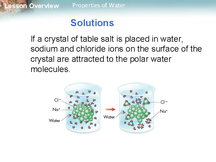 Lesson Overview Properties of Water Solutions If a crystal of table salt is placed