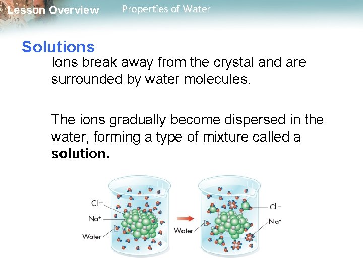 Lesson Overview Properties of Water Solutions Ions break away from the crystal and are