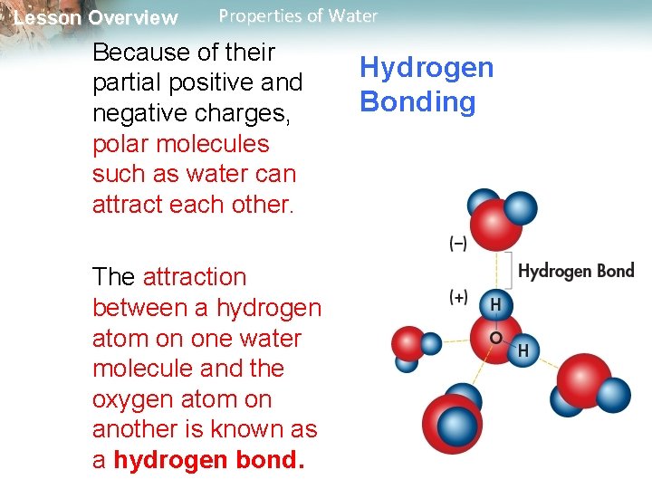 Lesson Overview Properties of Water Because of their partial positive and negative charges, polar