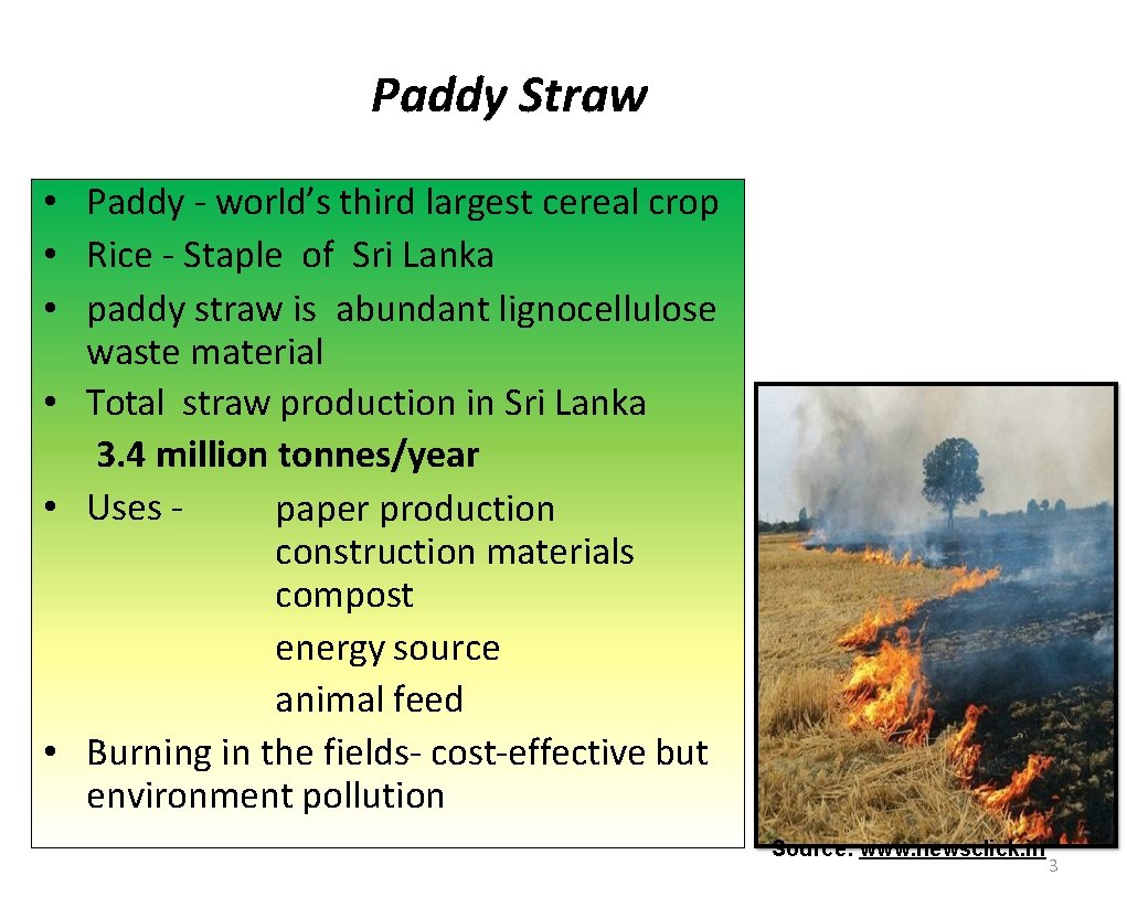 Paddy Straw • Paddy - world’s third largest cereal crop • Rice - Staple