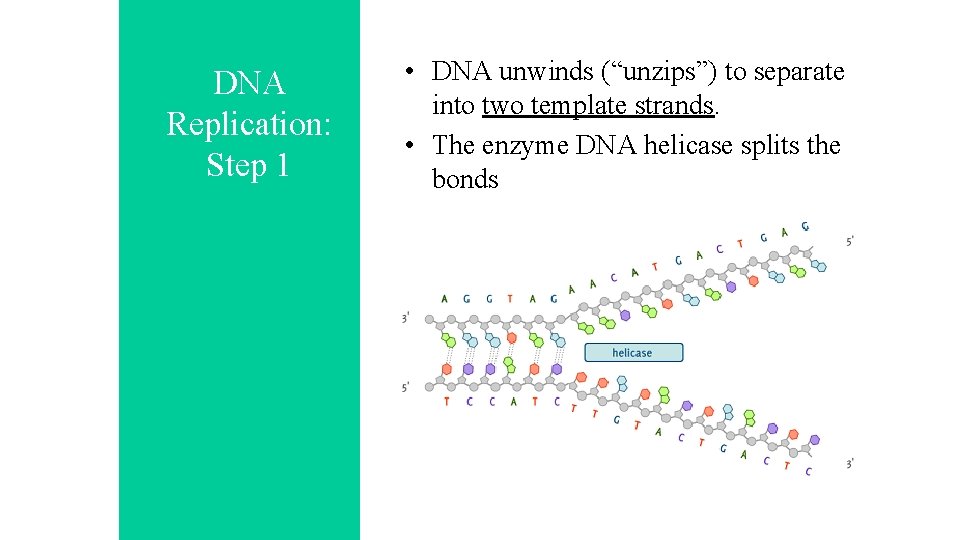 DNA Replication: Step 1 • DNA unwinds (“unzips”) to separate into two template strands.