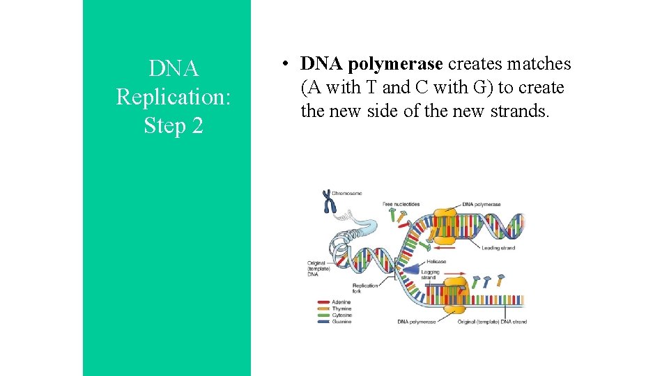 DNA Replication: Step 2 • DNA polymerase creates matches (A with T and C