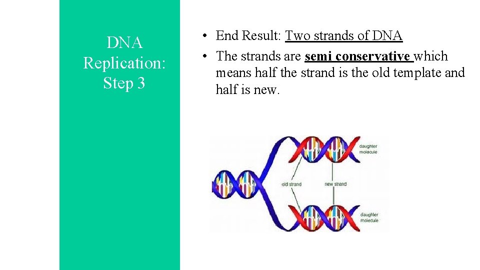 DNA Replication: Step 3 • End Result: Two strands of DNA • The strands