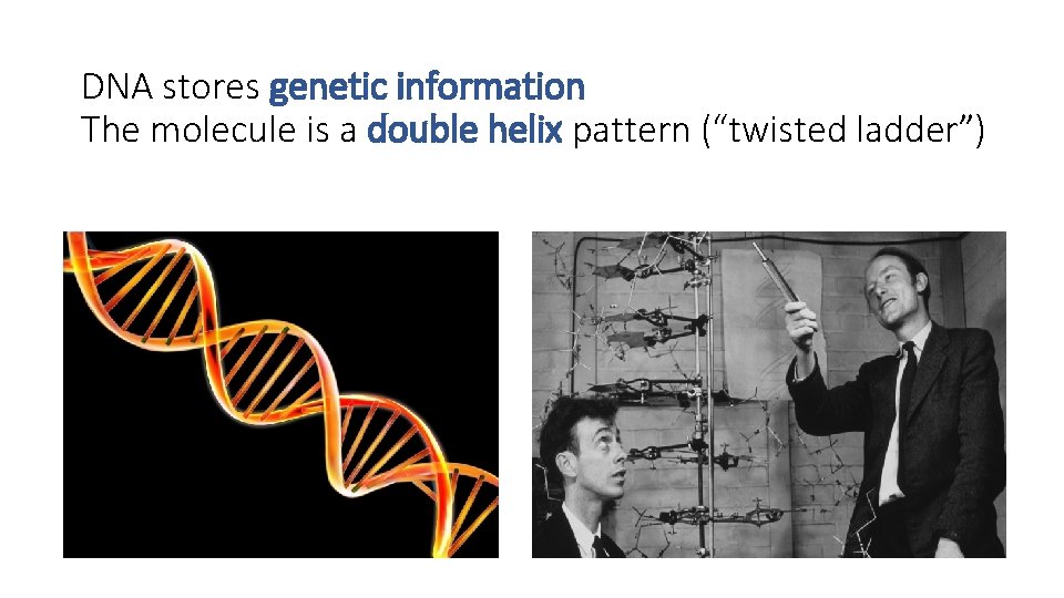 DNA stores genetic information The molecule is a double helix pattern (“twisted ladder”) 