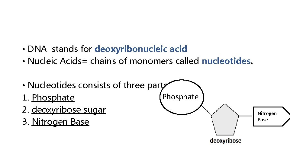  • DNA stands for deoxyribonucleic acid • Nucleic Acids= chains of monomers called