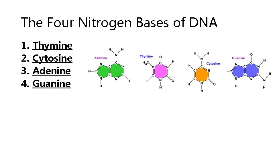 The Four Nitrogen Bases of DNA 1. 2. 3. 4. Thymine Cytosine Adenine Guanine