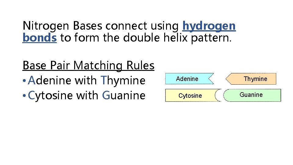 Nitrogen Bases connect using hydrogen bonds to form the double helix pattern. Base Pair