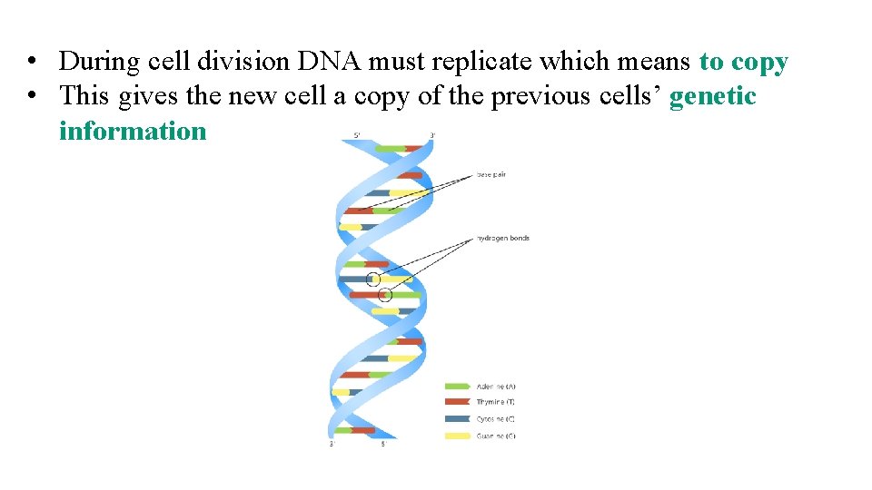  • During cell division DNA must replicate which means to copy • This