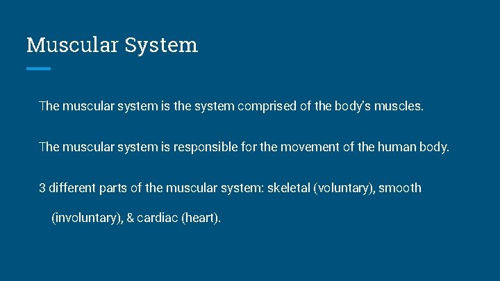 Muscular System The muscular system is the system comprised of the body’s muscles. The