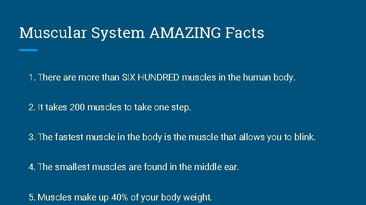 Muscular System AMAZING Facts 1. There are more than SIX HUNDRED muscles in the