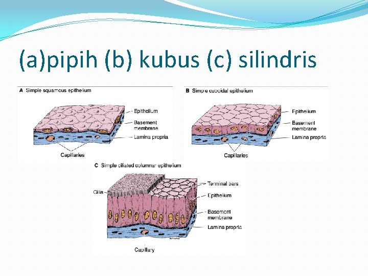 (a)pipih (b) kubus (c) silindris 