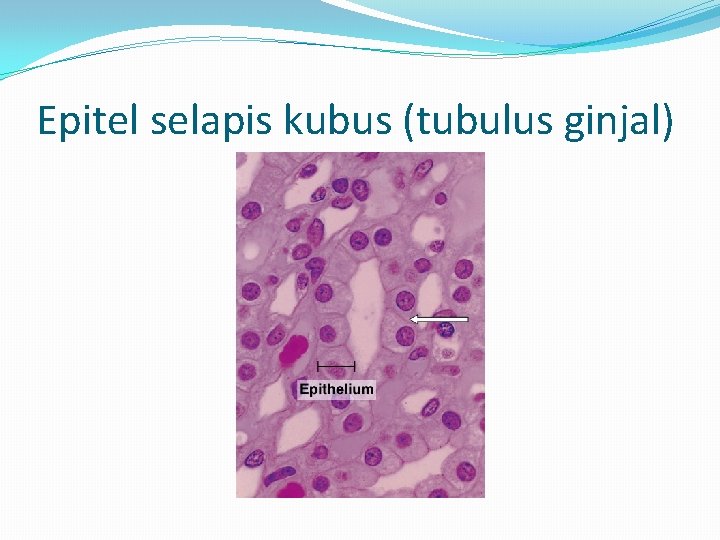 Epitel selapis kubus (tubulus ginjal) 