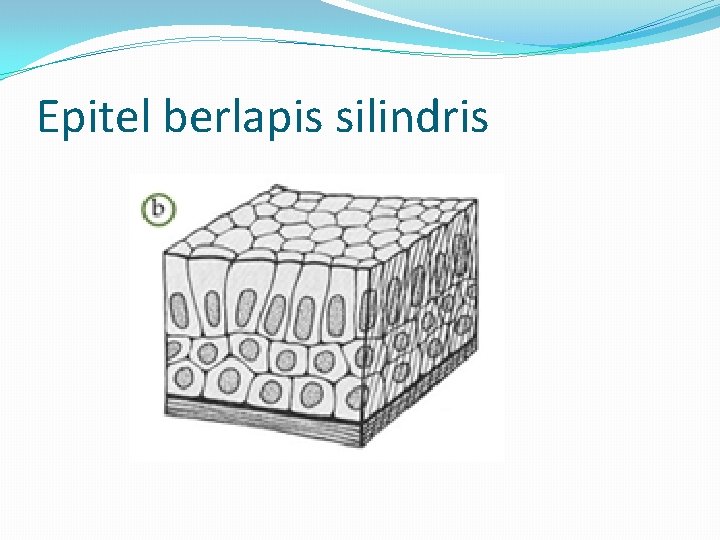 Epitel berlapis silindris 