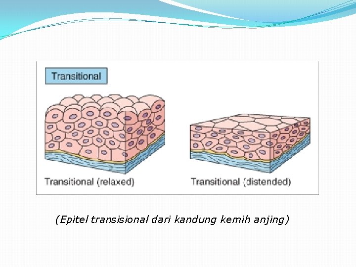 (Epitel transisional dari kandung kemih anjing) 