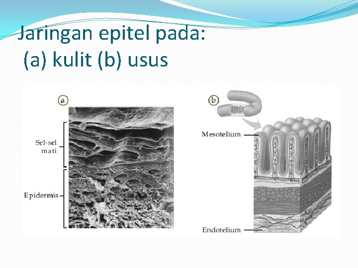 Jaringan epitel pada: (a) kulit (b) usus 