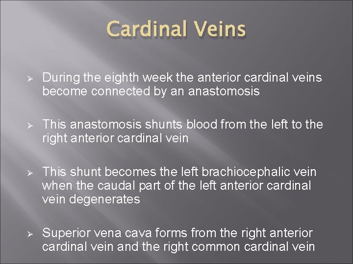 Cardinal Veins Ø During the eighth week the anterior cardinal veins become connected by