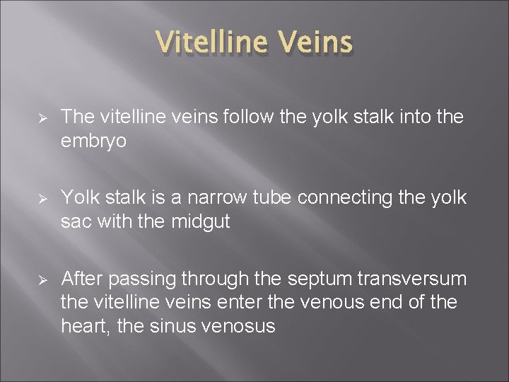 Vitelline Veins Ø The vitelline veins follow the yolk stalk into the embryo Ø