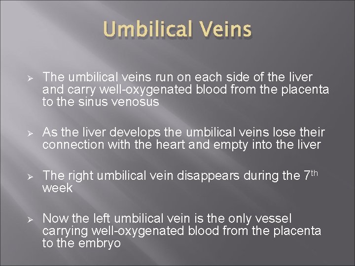 Umbilical Veins Ø The umbilical veins run on each side of the liver and