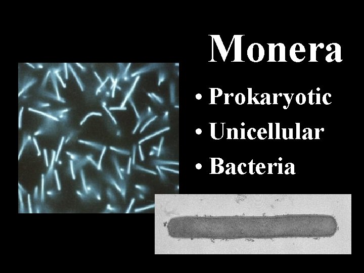 Monera • Prokaryotic • Unicellular • Bacteria 