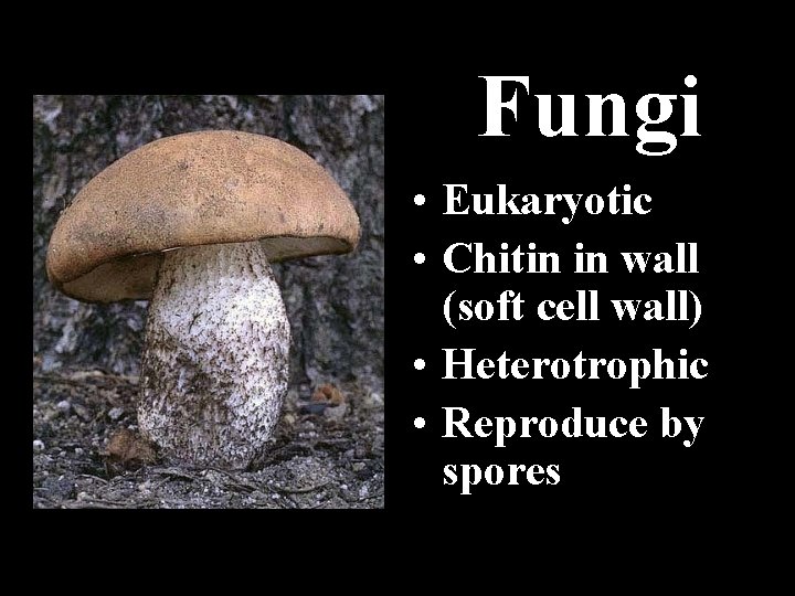 Fungi • Eukaryotic • Chitin in wall (soft cell wall) • Heterotrophic • Reproduce