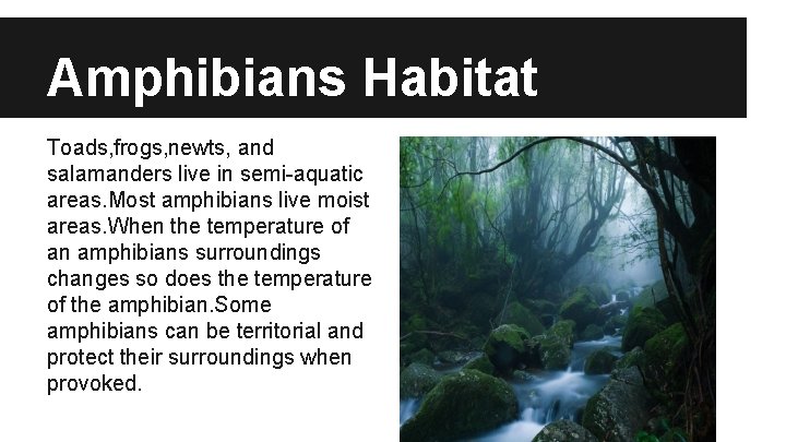 Amphibians By Fernanda A Anthony S Alex Z