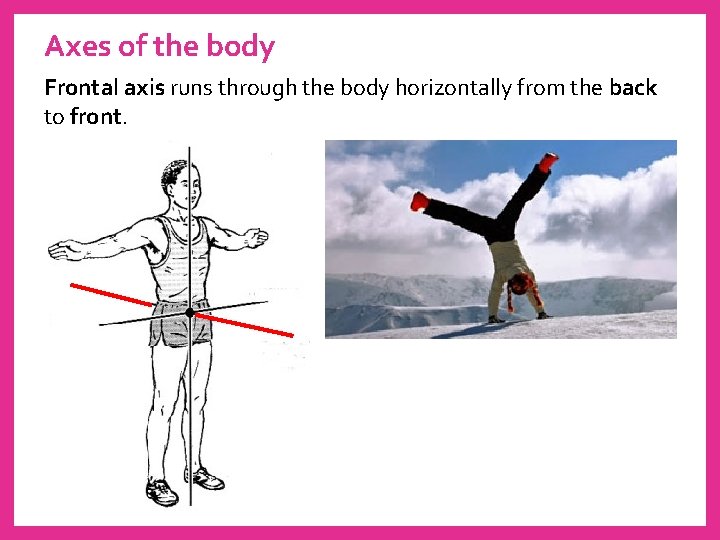 Axes of the body Frontal axis runs through the body horizontally from the back