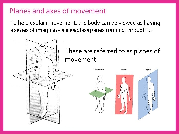 Planes and axes of movement To help explain movement, the body can be viewed