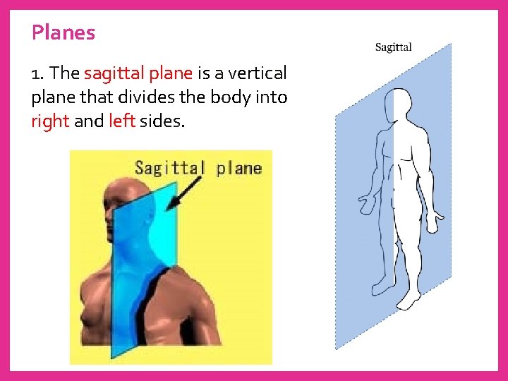 Planes 1. The sagittal plane is a vertical plane that divides the body into