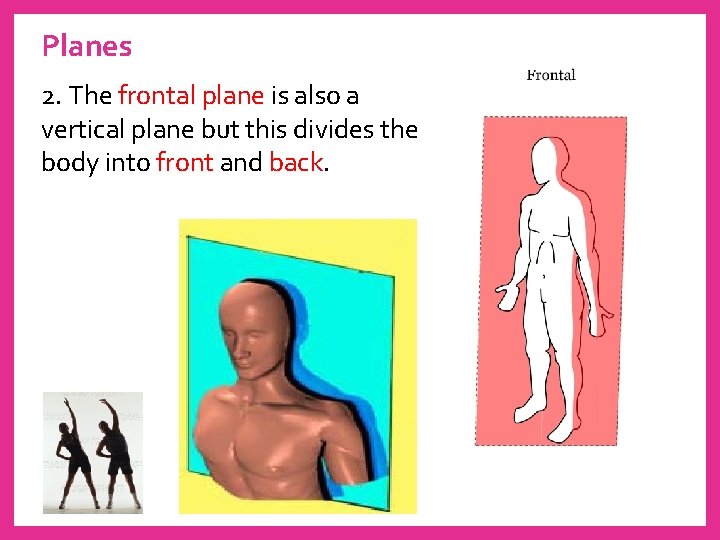 Planes 2. The frontal plane is also a vertical plane but this divides the