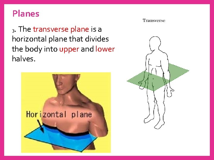 Planes 3. The transverse plane is a horizontal plane that divides the body into