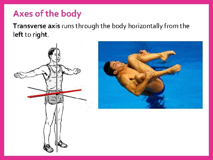 Axes of the body Transverse axis runs through the body horizontally from the left