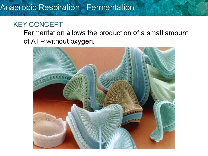 Anaerobic Respiration - Fermentation KEY CONCEPT Fermentation allows the production of a small amount