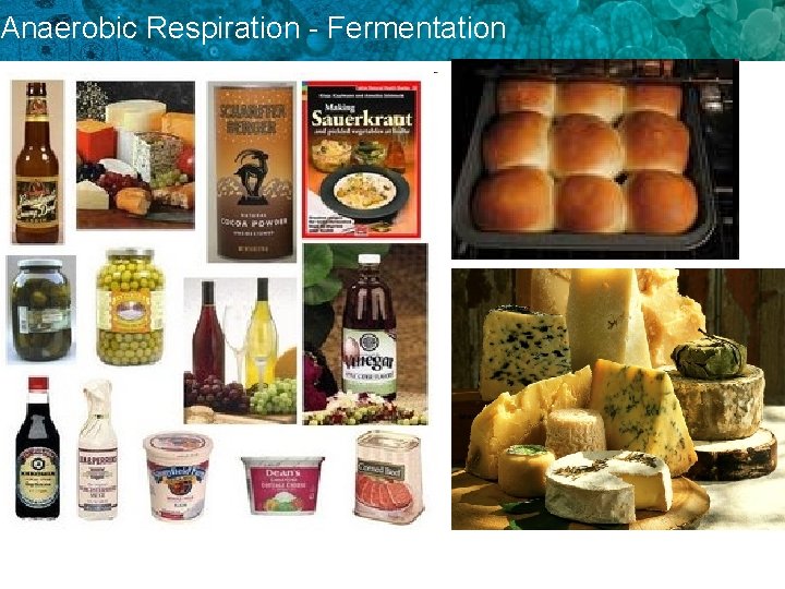 Anaerobic Respiration - Fermentation 