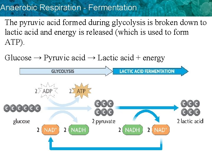 Anaerobic Respiration - Fermentation The pyruvic acid formed during glycolysis is broken down to