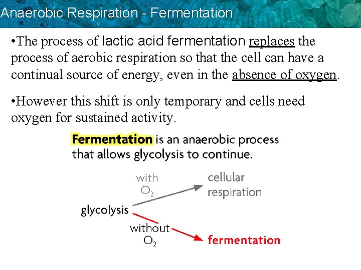 Anaerobic Respiration - Fermentation • The process of lactic acid fermentation replaces the process