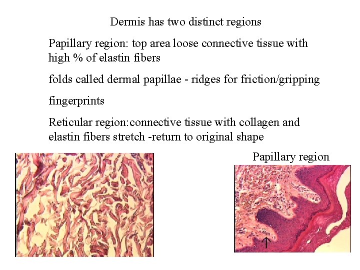 Dermis has two distinct regions Papillary region: top area loose connective tissue with high