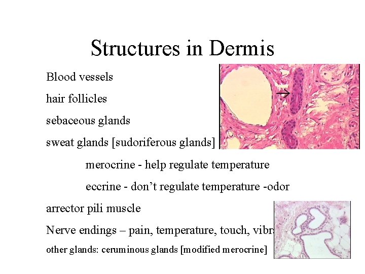 Structures in Dermis Blood vessels hair follicles sebaceous glands sweat glands [sudoriferous glands] merocrine