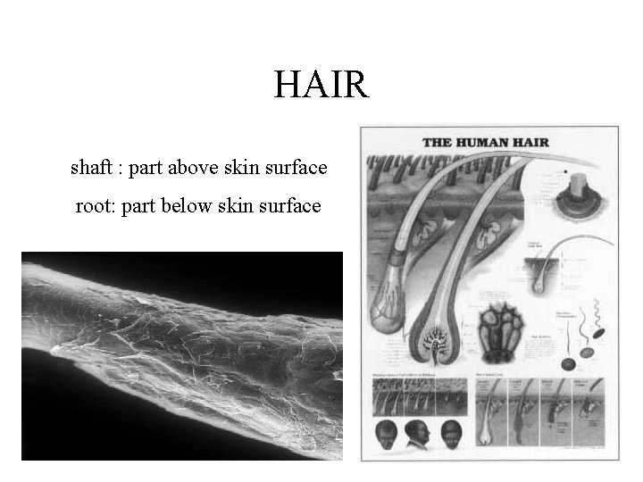 HAIR shaft : part above skin surface root: part below skin surface 