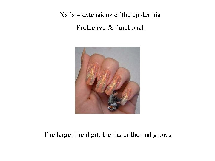 Nails – extensions of the epidermis Protective & functional The larger the digit, the