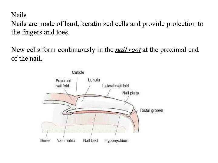 Nails are made of hard, keratinized cells and provide protection to the fingers and