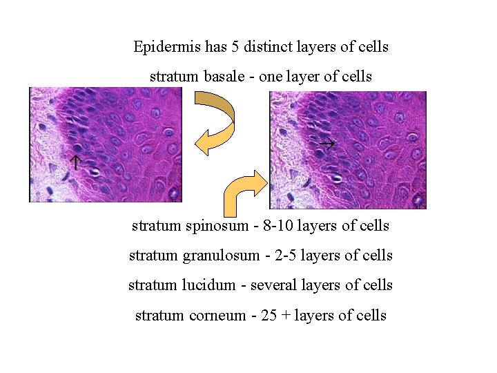 Epidermis has 5 distinct layers of cells stratum basale - one layer of cells