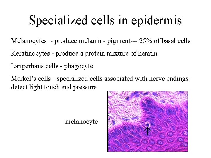 Specialized cells in epidermis Melanocytes - produce melanin - pigment--- 25% of basal cells