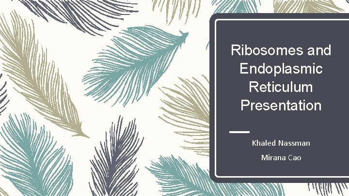 Ribosomes and Endoplasmic Reticulum Presentation Khaled Nassman Mirana Cao 