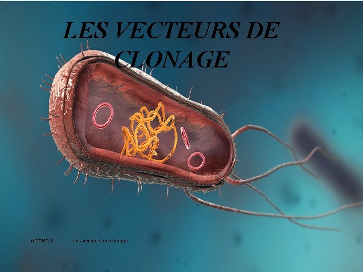 LES VECTEURS DE CLONAGE AMARA S Les vecteurs de clonage 