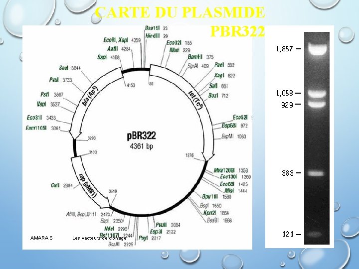 CARTE DU PLASMIDE PBR 322 AMARA S Les vecteurs de clonage 