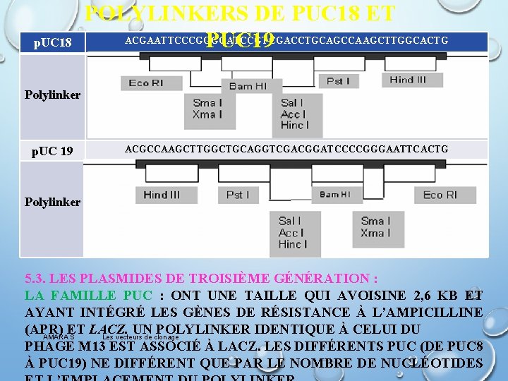 p. UC 18 POLYLINKERS DE PUC 18 ET ACGAATTCCCGGGGATCCGTCGACCTGCAGCCAAGCTTGGCACTG PUC 19 Polylinker p. UC