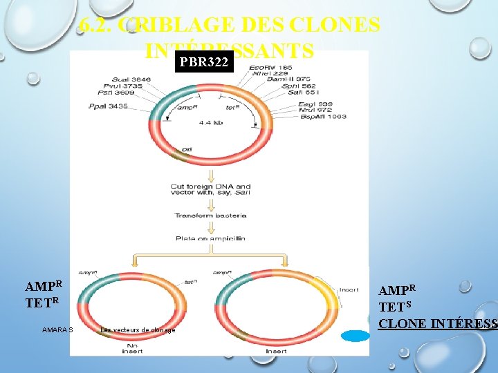 6. 2. CRIBLAGE DES CLONES INTÉRESSANTS PBR 322 AMPR TETR AMARA S Les vecteurs