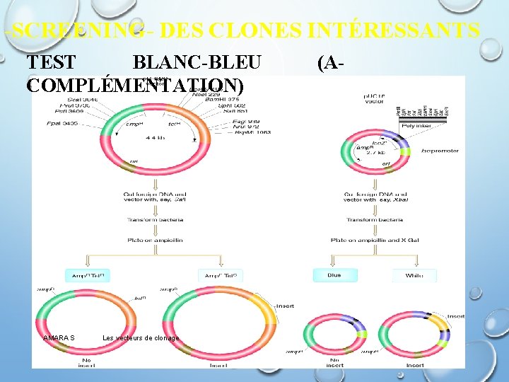 -SCREENING- DES CLONES INTÉRESSANTS TEST BLANC-BLEU COMPLÉMENTATION) AMARA S Les vecteurs de clonage (Α-