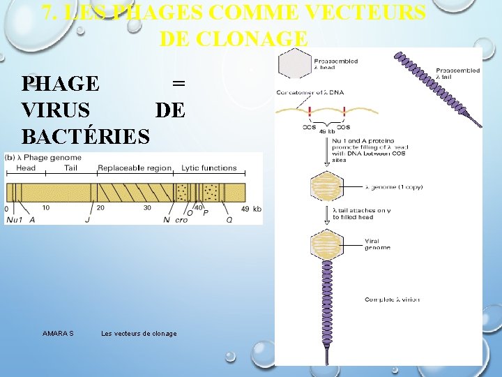 7. LES PHAGES COMME VECTEURS DE CLONAGE PHAGE = VIRUS DE BACTÉRIES AMARA S