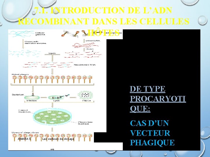 7. 1. INTRODUCTION DE L’ADN RECOMBINANT DANS LES CELLULES HÔTES DE TYPE PROCARYOTI QUE: